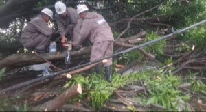 Hujan dan Angin Kencang, Pohon Tumbang Tutup Jalan di Sumber Cirebon