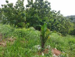 Heboh! Ribuan Sawit Tiba-Tiba Muncul di Perbukitan Cigobang, Pemkab Cirebon Turun Tangan