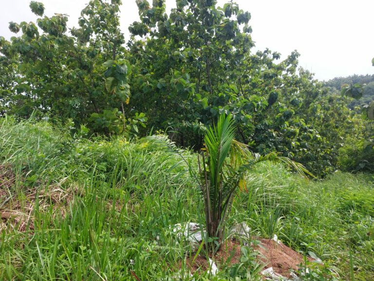 Aktivitas penanaman kelapa sawit di perbukitan Cigobang, Kabupaten Cirebon, disorot Pemkab Cirebon usai terbitnya larangan sawit Jawa Barat. (Dok: pemkabcrb)