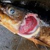 Penyebab 50 Ikan Dewa di Cigugur Mati Mendadak Akhirnya Terungkap