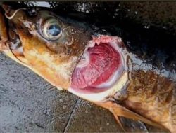 Penyebab 50 Ikan Dewa di Cigugur Mati Mendadak Akhirnya Terungkap