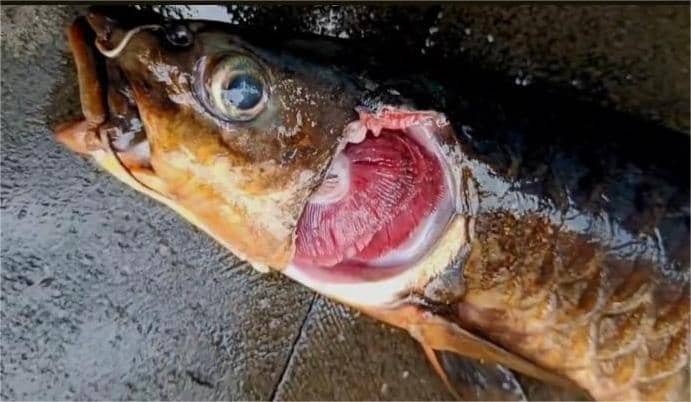 Cuaca ekstrim diduga jadi penyebab matinya puluhan ikan dewa di balong cigugur. (dok. net)