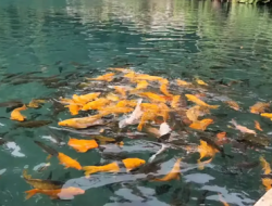 Ribuan Koi Sultan Ubah Situ Cipaten Jadi Wisata Paling Mewah di Majalengka