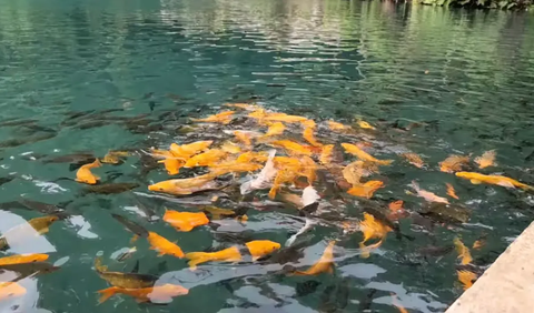 Ribuan Koi premium berenang di air jernih Situ Cipanten, menjadikan danau alami ini ikon wisata mewah di Majalengka. (dok. merdeka)